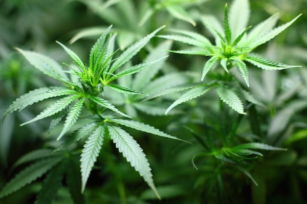 Growing marijuana indoors