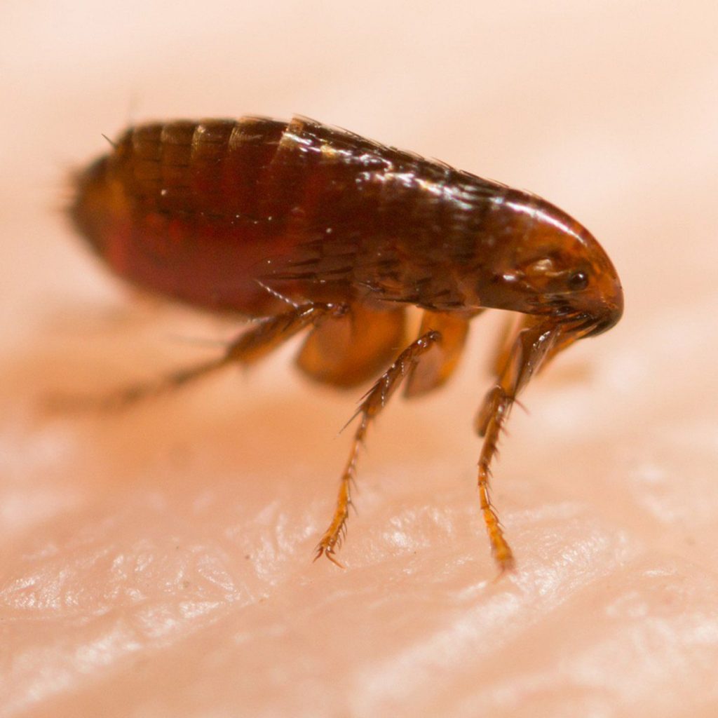 pest control fleas