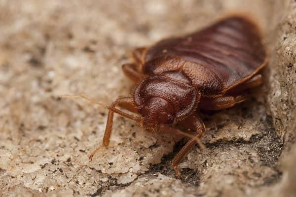 Methods of Bed Bug Control